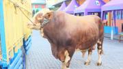 IEDUL ADHA 1441 H - 